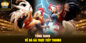 Tổng quan về Đá Gà Trực Tiếp Thomo